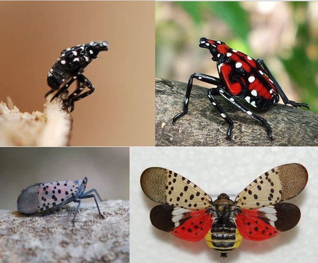 4 images of the spotted lanternfly in different stages