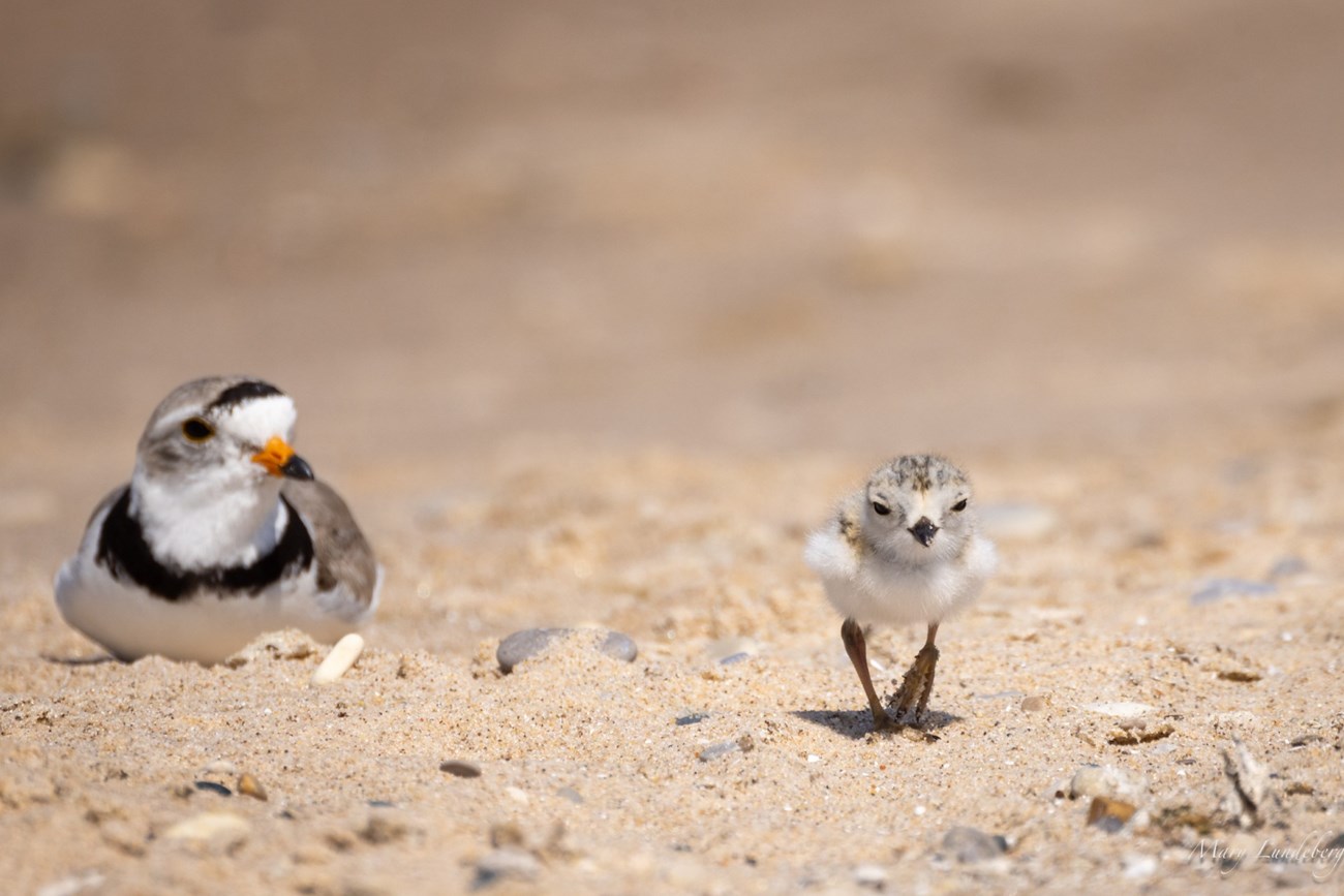 A small grey, brown, and white chick walks across a beach. In the background an adult plover watches.