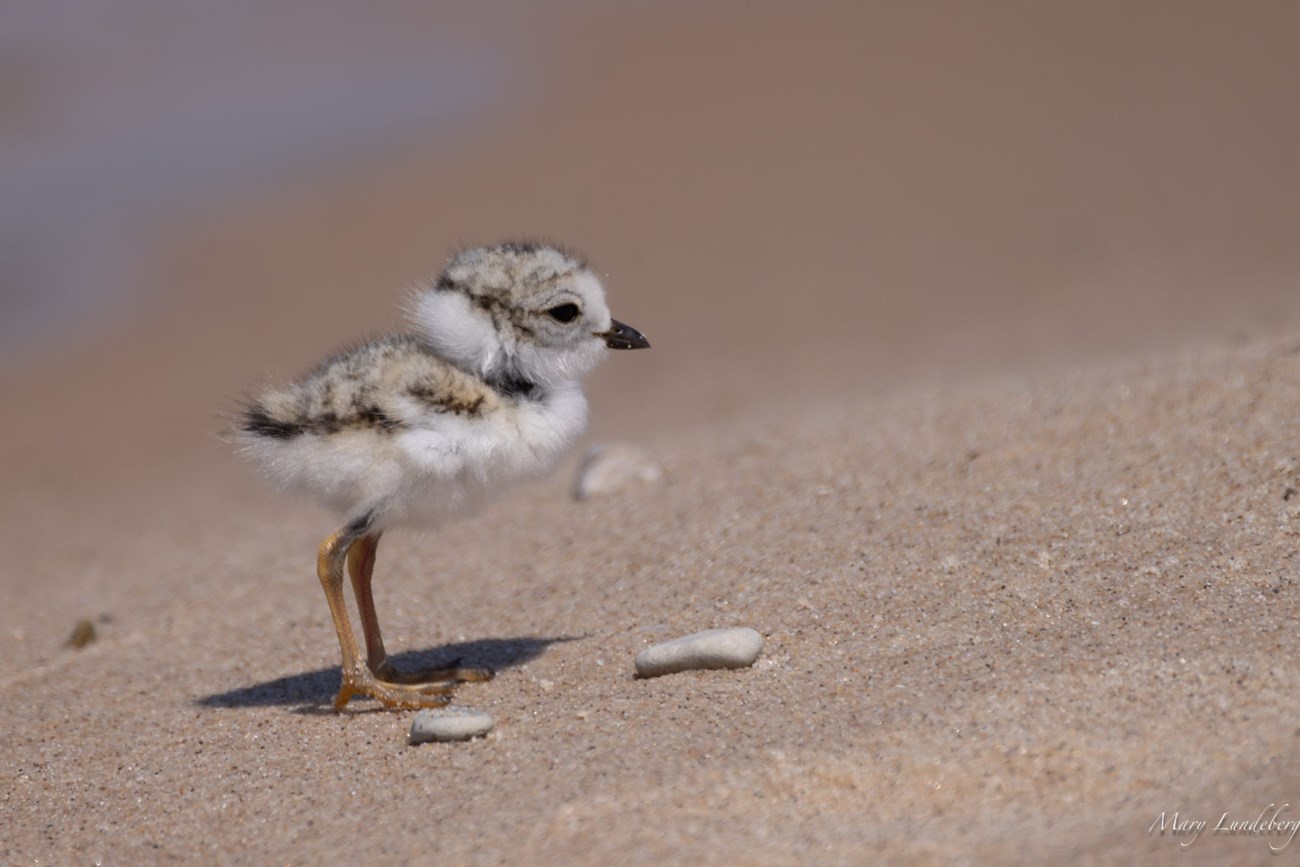 A small fuzzy chick stands on a beach. It is very fuzzy and grey, brown, and white.