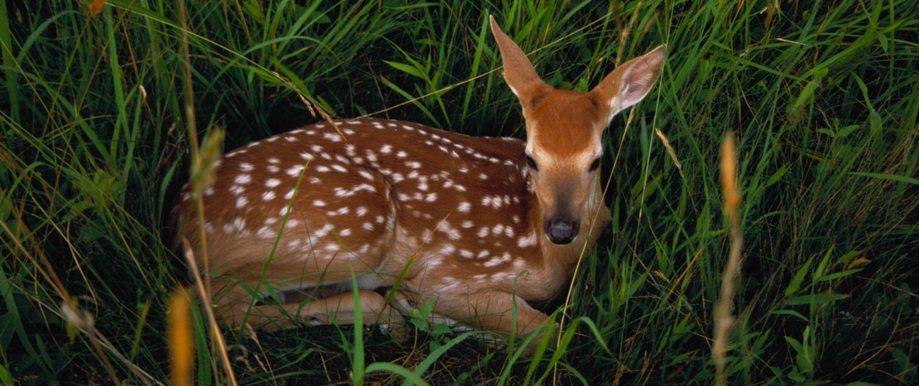 A baby deer with white spots lays in tall grass