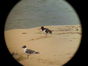 American Oystercatcher viewed through a spotting scope
