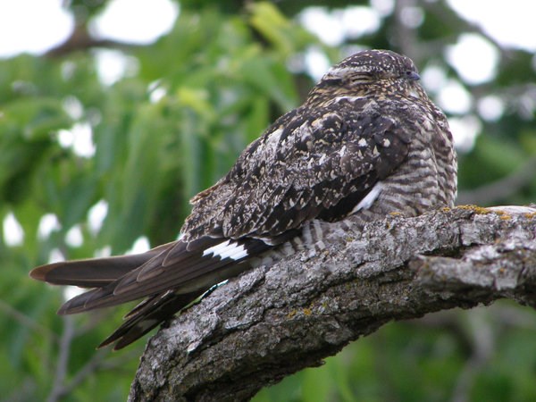 Common nighthawk perched on a branch with its eyes closed