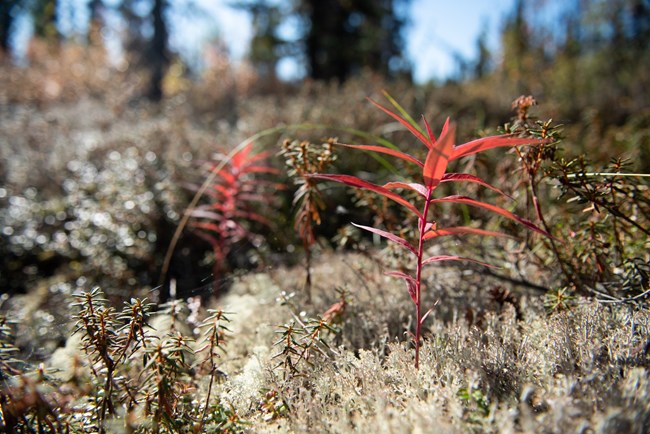 a small plant with thin red leaves coming up from the ground surrounded by white lichens