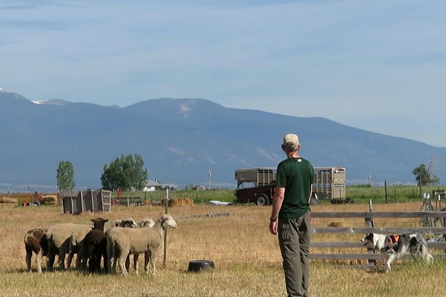 Border collie, handler, and domestic sheep against a mountain backdrop