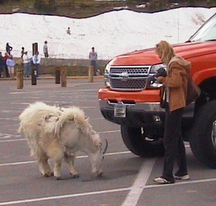 Visitor closely approaches a mountain goat in parking lot