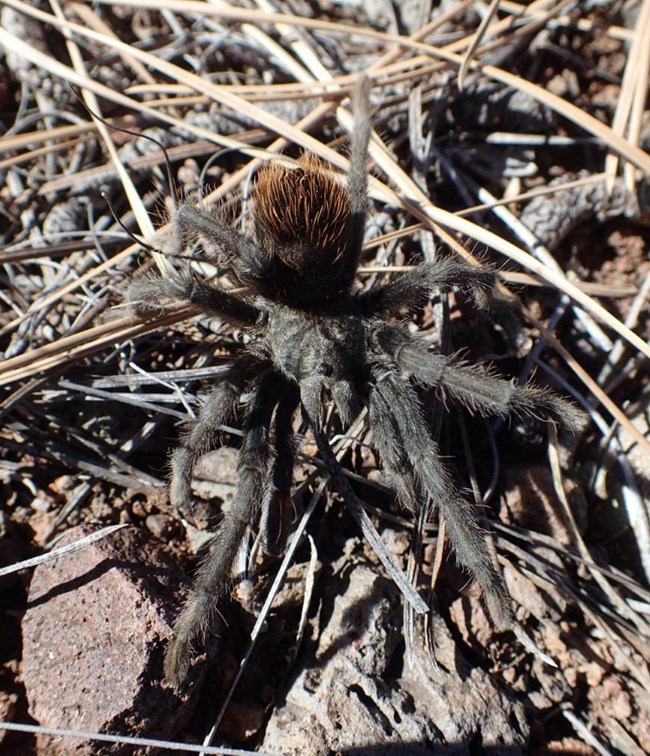 a black tarantula spider with 8 legs and a brown abdomen blends in against a background of rocks, twigs and pine needles.