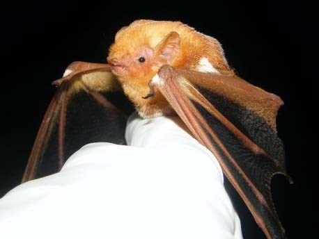 An eastern red bat held by a biologist.