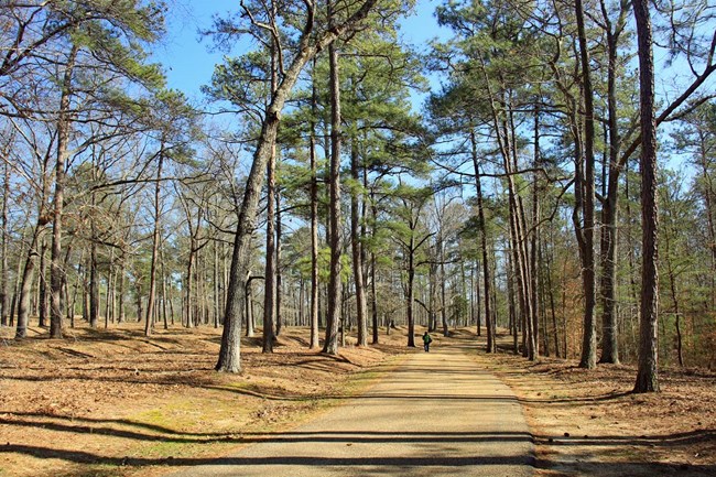 Open scene of a road through piney woods at Cold Harbor.