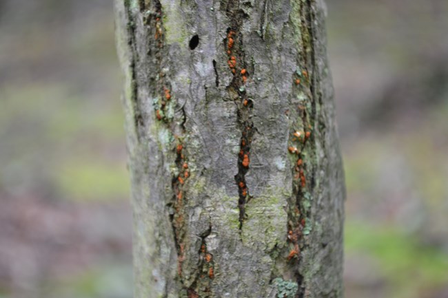 Bright orange growths of chestnut blight cankers appear in fissures of tree bark.