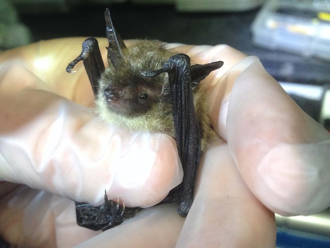 A northern long-eared bat being examined by a biologist.