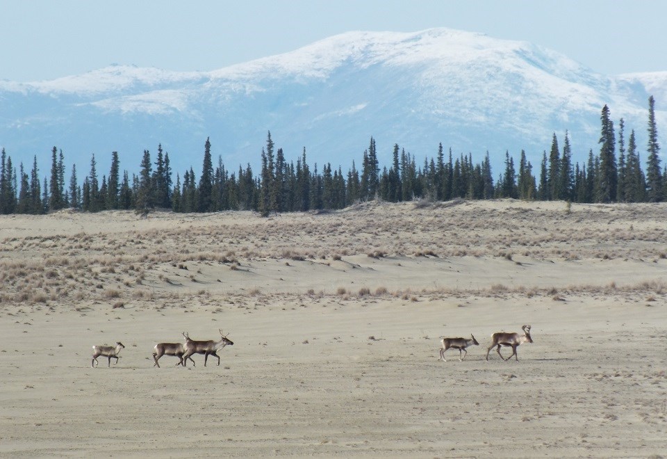 Group of caribou crossing sand dunes
