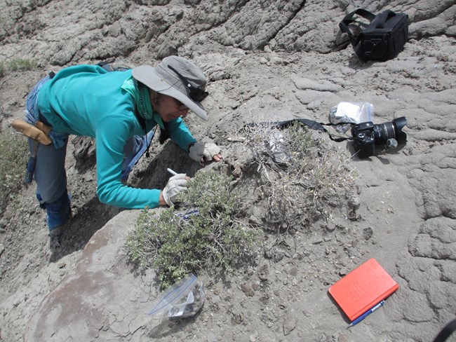 scientist unearthing fossil on rocky hillside