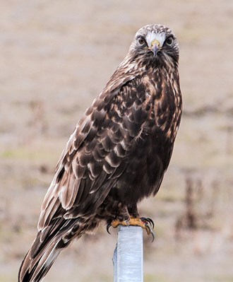 Hawk perched on a fence pole, with dark colored head and breast, dark bellyband, and light tail with dark terminal band.