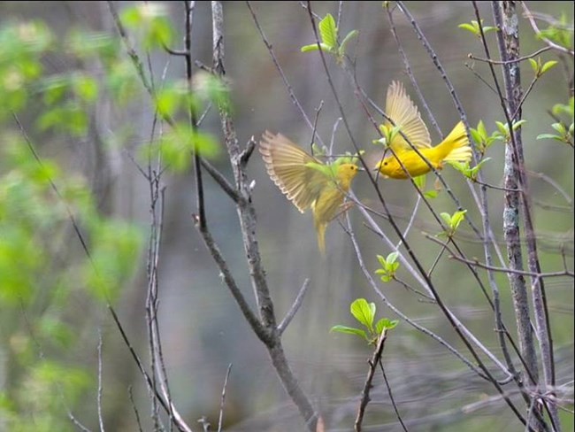 Yellow Warblers at Cuyahoga Valley National Park