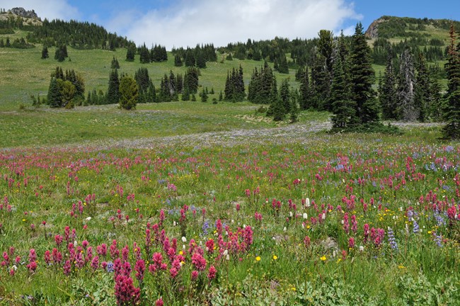 Lupine, paintbrush and other flowers bloom in meadow at Sunrise.