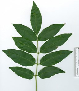 A symmetrical white ash leaf composed of 9 distinct leaflets.