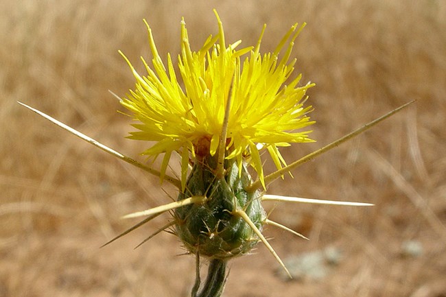 Yellow Star Thistle in flower