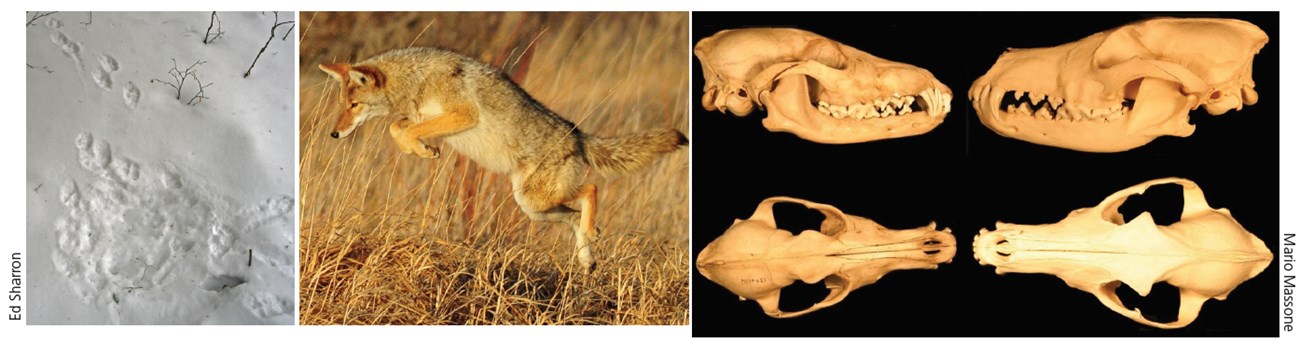 Left: depression in snow where a coyote once lay. Middle: A coyote leaps in the air in a field to pounce on a rodent. Right: Top and side views of coyote skulls.