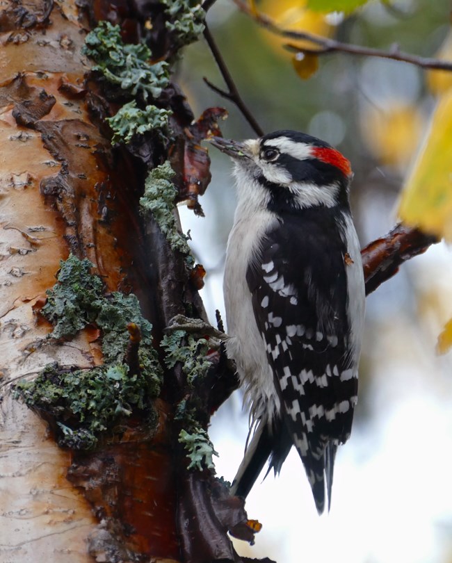 A downy woodpecker clings to the side of a birch tree with peely bark and lichens.