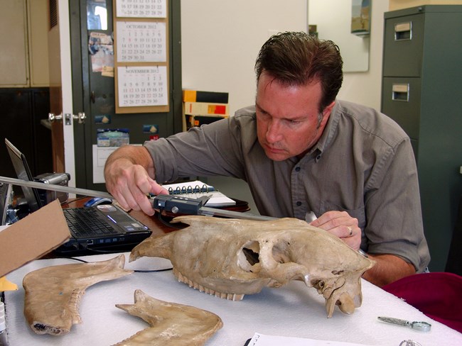 scientist measuring a fossil skull