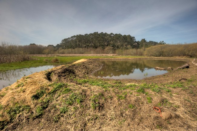 Wide shot of ponds built for red- legged frogs at Muir Beach