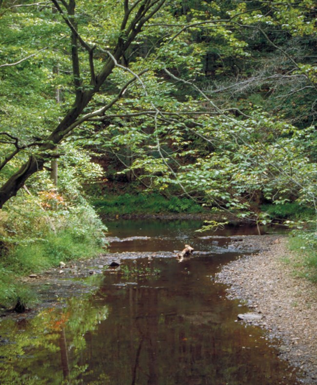 stream flowing through forest