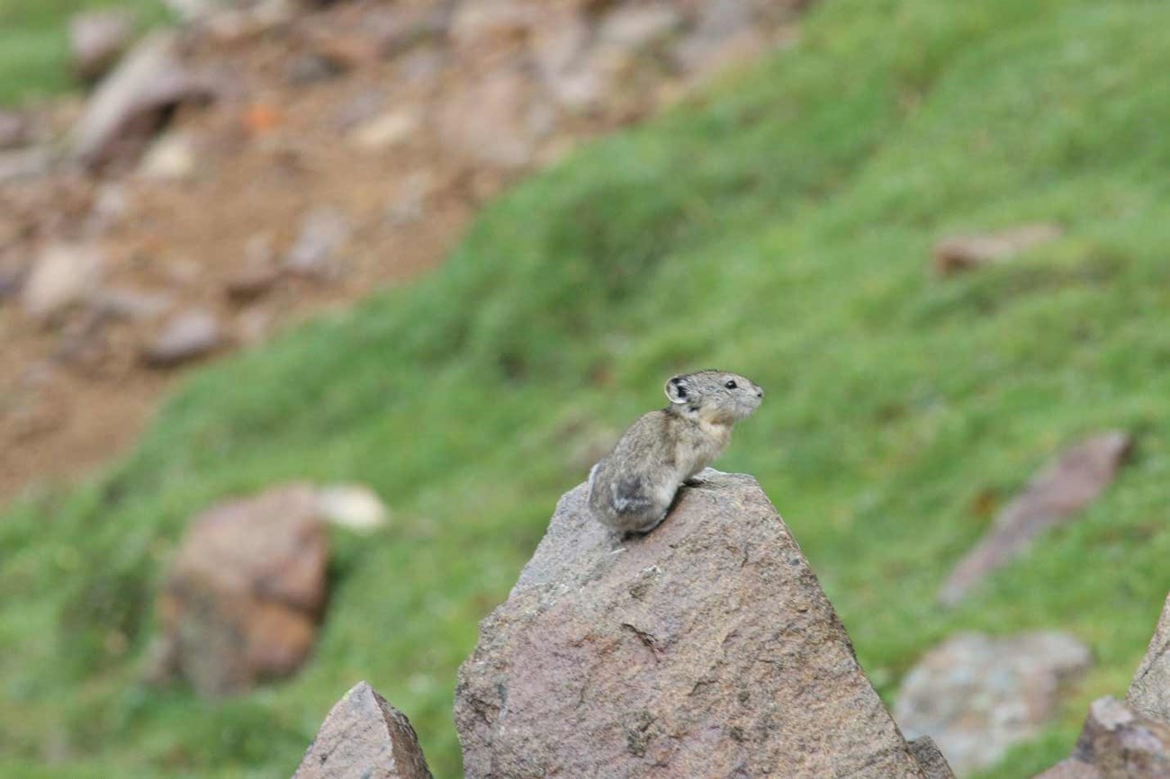 a pika perched atop a rock