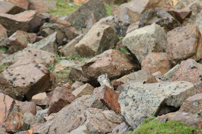 a pika perched among rocks