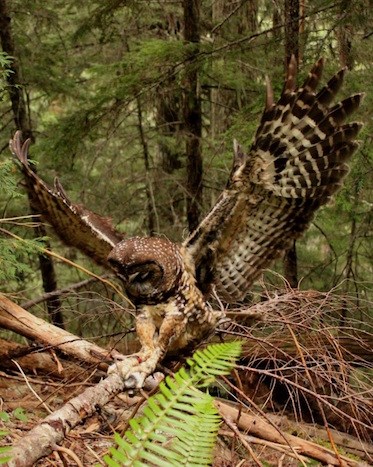 A banded male Northern Spotted Owl retrieves a mouse with its wings fully expanded.