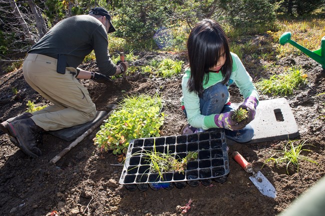A child helps to replant a meadow that had been used as a campground.