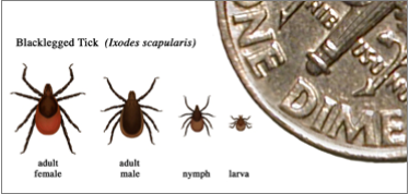 Comparison chart of different stages of a tick during its life, compared to a dime