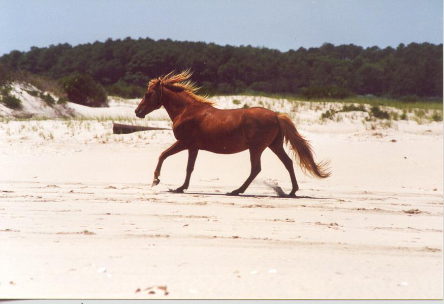 horses running on the beach. Horse running on each, 176kb
