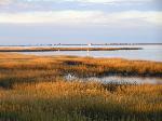 Salt marsh on Toms Cove