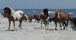 Horses on the beach, 527kb