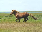 Running horse