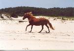 Horse running