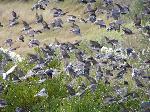 Tree swallows feeding on bayberries, 1MB