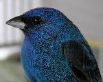 Indigo bunting, male