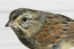 Swamp Sparrow
