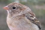 Field Sparrow
