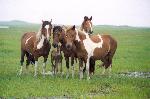 Band of horses