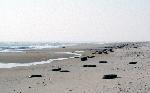 Tires on the beach after storm - Maryland District