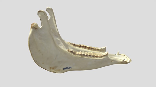 An image of a 3D replica of a horse jaw and teeth