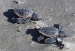 Sea turtle hatchlings from the Assateague Island beach in Virginia. 12 kb