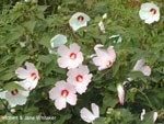 Rose Mallows flourish in disturbed areas such as roadsides. 15 kb