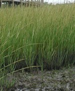 Salt marsh cordgrass has adapted to periodic flooding by seawater by releasing salt through its leaves. 21 kb