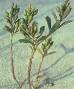 Plants like sea rocket have fleshy, thick-skinned leaves to store water and withstand the salty environment of the beach and lower dunes. 17 kb