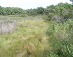 Spartina patens marsh. 24 kb