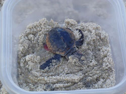 Hatchling loggerhead sea turtle excavated from nest on 10/26/12 in advance of hurricane Sandy, 44kb.