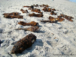 WWII Ordnance found at Assateague Island National Seashore, June 2013, 69kb